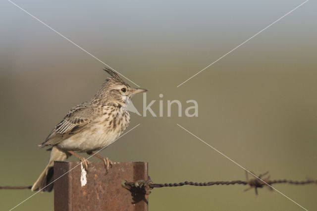 Crested Lark (Galerida cristata)