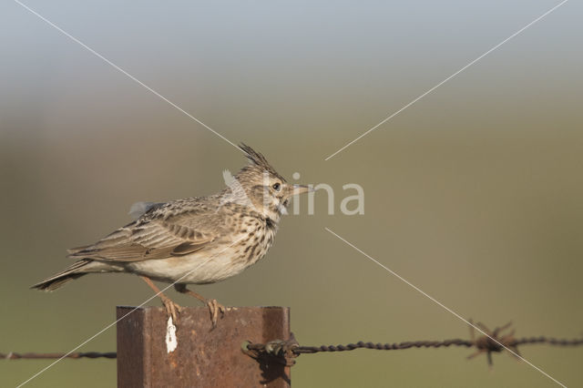 Crested Lark (Galerida cristata)