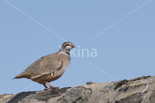 Red-legged Partridge (Alectoris rufa)