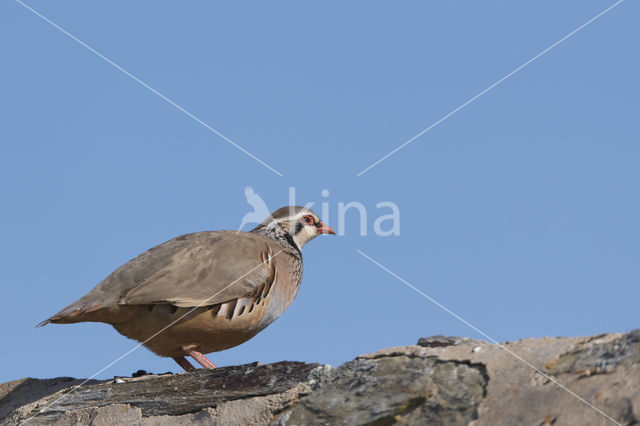 Red-legged Partridge (Alectoris rufa)