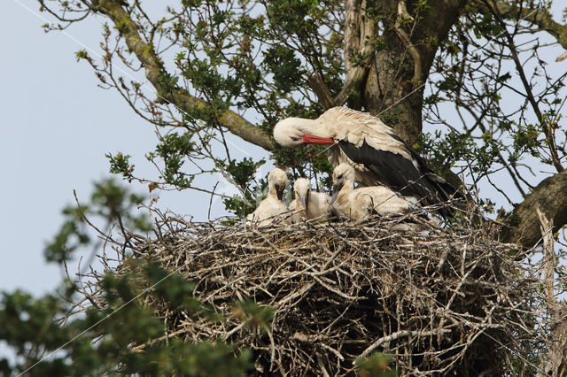 White Stork (Ciconia ciconia)