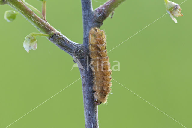 Purple Hairstreak (Neozephyrus quercus)