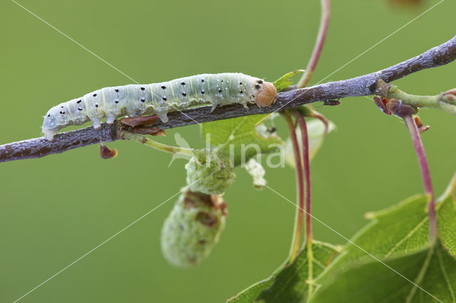 Lente-orvlinder (Achlya flavicornis)