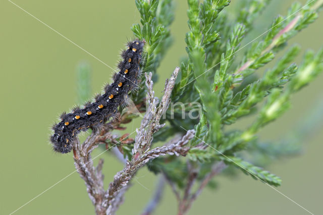 Streepkokerbeertje (Eilema complana)