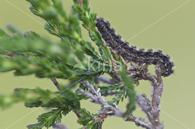 Streepkokerbeertje (Eilema complana)