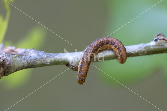 Eikenlichtmot (Phycita roborella)