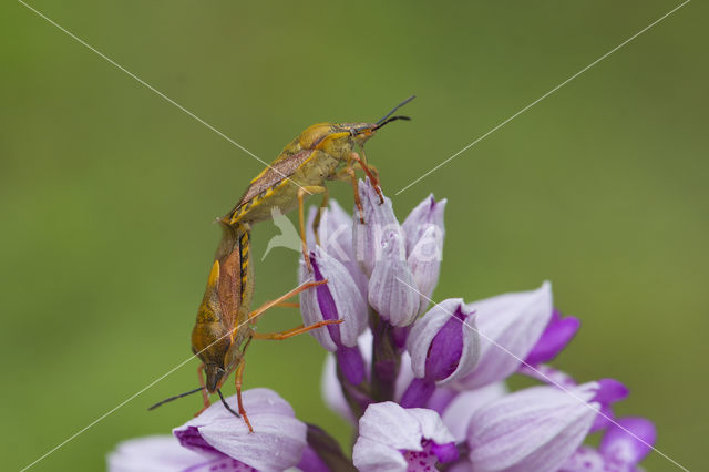 knoopkruidschildwants (carpocoris purpureipennis)