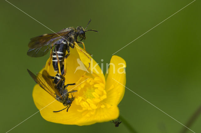 bladwesp (tenthredo koehleri)