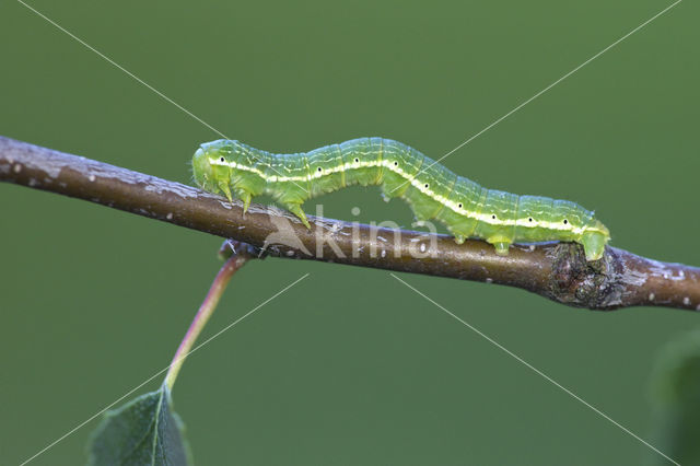 Oranje berkenspanner (Archiearis parthenias)