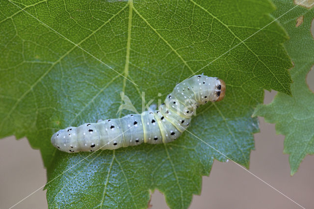 Yellow-Horned (Achlya flavicornis)