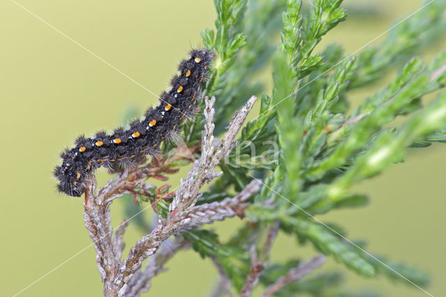 Streepkokerbeertje (Eilema complana)