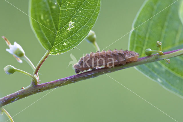 Eikenpage (Neozephyrus quercus)