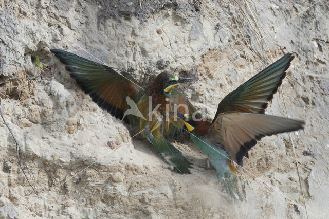 Rainbow Bee-eater (Merops ornatus)