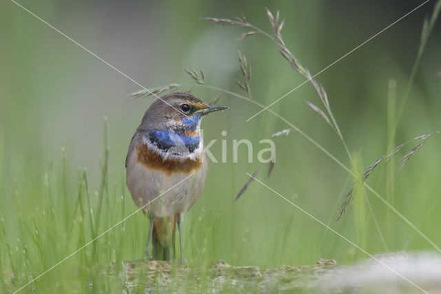 Red-spotted Bluethroat (Luscinia svecica svecica)