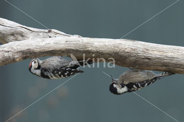 Kleine Bonte Specht (Dendrocopos minor)