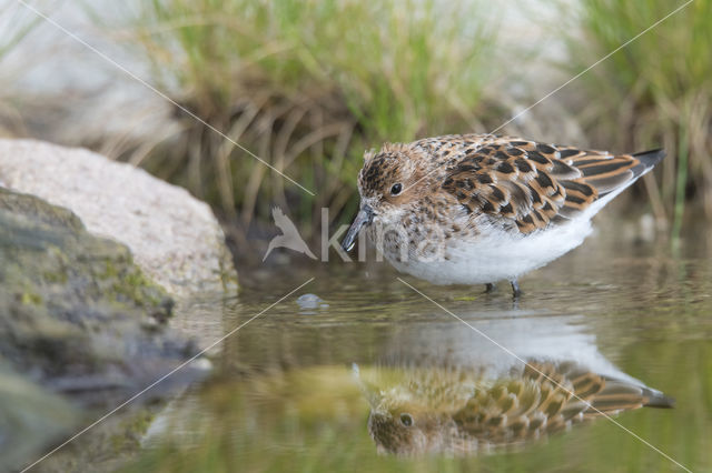 Kleine Strandloper (Calidris minuta)