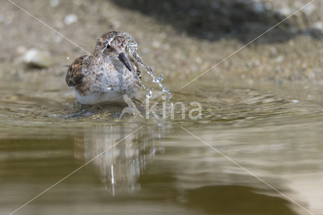 Kleine Strandloper (Calidris minuta)