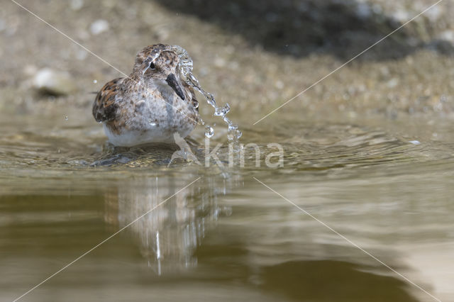 Kleine Strandloper (Calidris minuta)