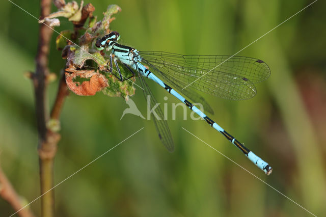 Northern Damselfly (Coenagrion hastulatum)