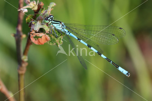 Northern Damselfly (Coenagrion hastulatum)