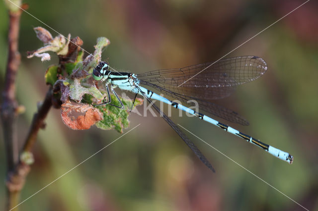 Northern Damselfly (Coenagrion hastulatum)