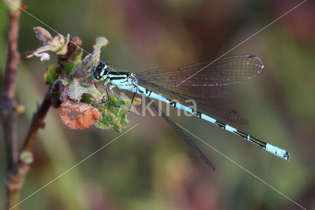 Speerwaterjuffer (Coenagrion hastulatum)