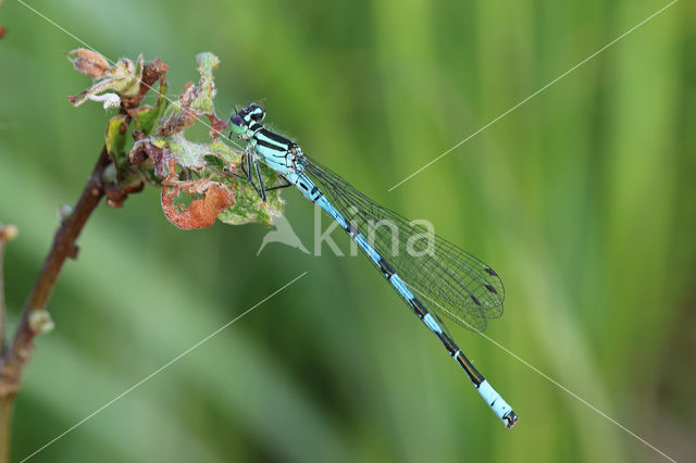 Northern Damselfly (Coenagrion hastulatum)
