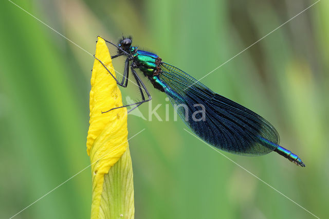 Banded Demoiselle (Calopteryx splendens)