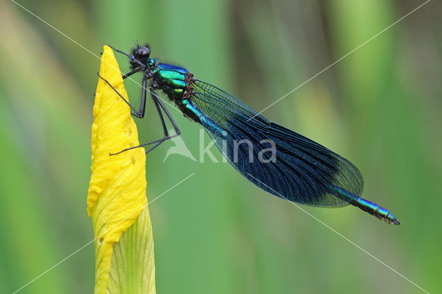 Banded Demoiselle (Calopteryx splendens)