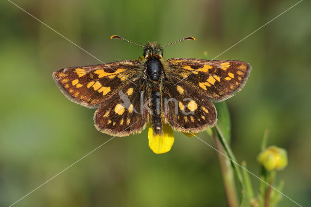 Bont dikkopje (Carterocephalus palaemon)