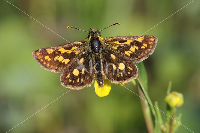 Bont dikkopje (Carterocephalus palaemon)