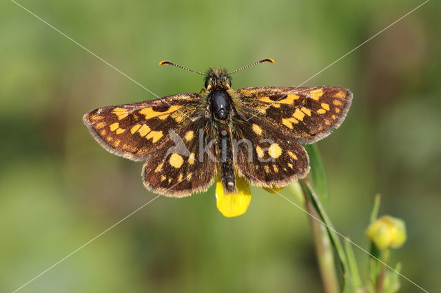 Bont dikkopje (Carterocephalus palaemon)