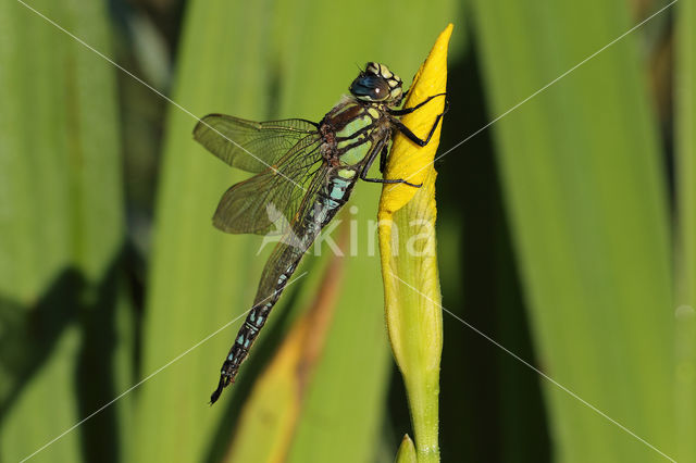 Hairy Dragonfly (Brachytron pratense)