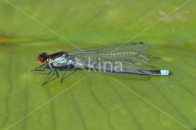 Grote roodoogjuffer (Erythromma najas)