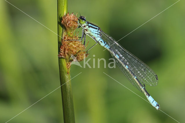 Irish Damselfly (Coenagrion lunulatum)