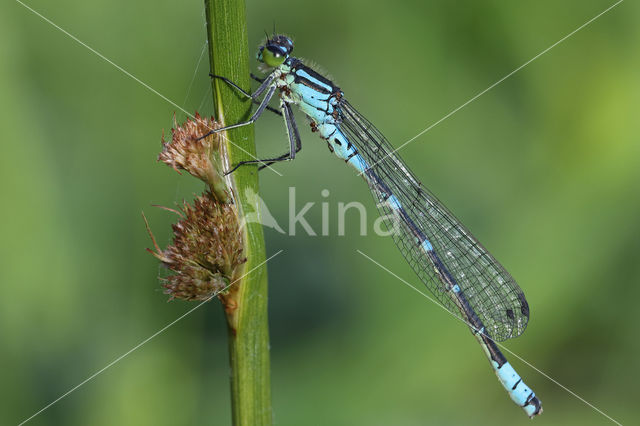 Irish Damselfly (Coenagrion lunulatum)