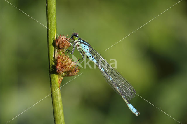 Irish Damselfly (Coenagrion lunulatum)