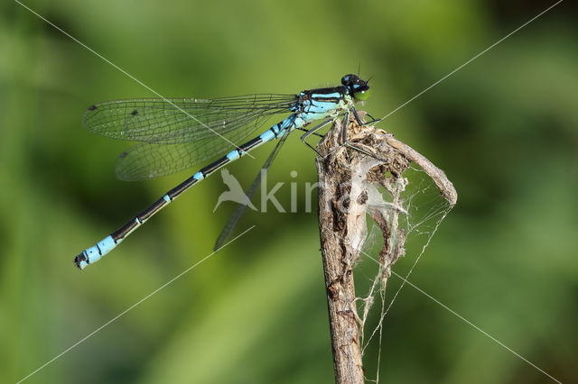 Irish Damselfly (Coenagrion lunulatum)