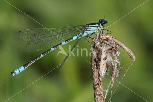 Irish Damselfly (Coenagrion lunulatum)