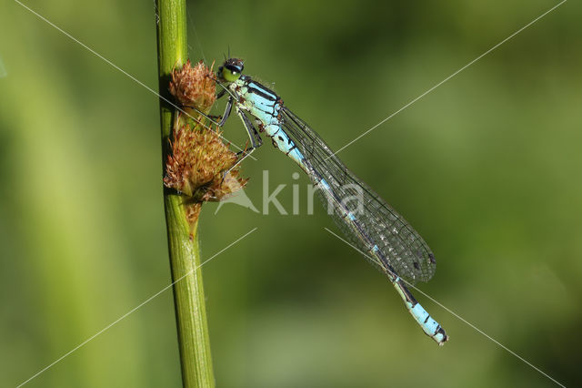 Irish Damselfly (Coenagrion lunulatum)