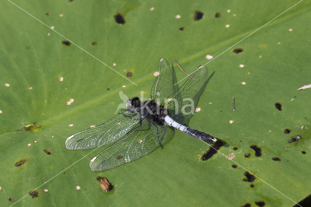 Lilypad White-faced Darter (Leucorrhinia caudalis)