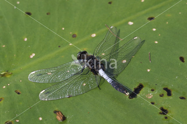 Lilypad White-faced Darter (Leucorrhinia caudalis)