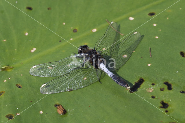 Lilypad White-faced Darter (Leucorrhinia caudalis)