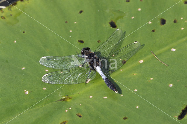 Lilypad White-faced Darter (Leucorrhinia caudalis)