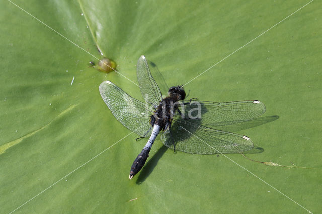 Lilypad White-faced Darter (Leucorrhinia caudalis)