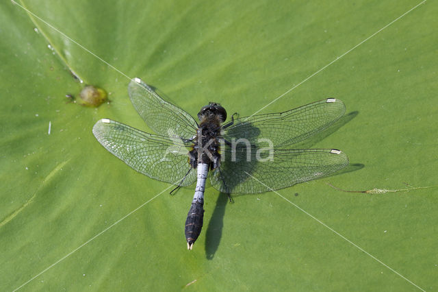 Lilypad White-faced Darter (Leucorrhinia caudalis)