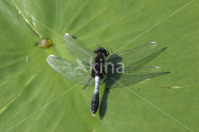 Lilypad White-faced Darter (Leucorrhinia caudalis)