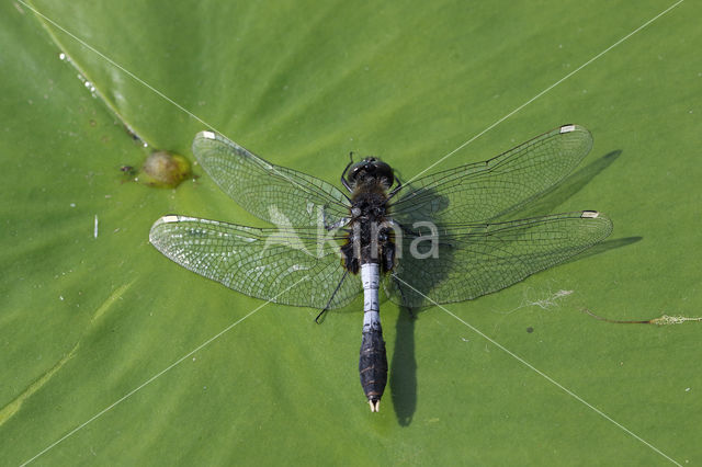 Lilypad White-faced Darter (Leucorrhinia caudalis)