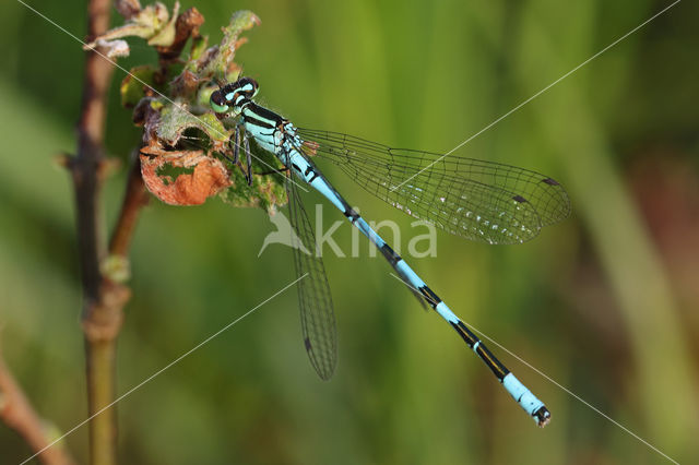 Speerwaterjuffer (Coenagrion hastulatum)