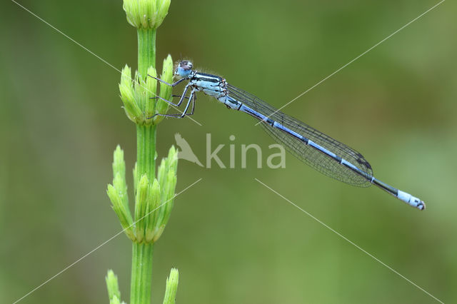 Azuurwaterjuffer (Coenagrion puella)